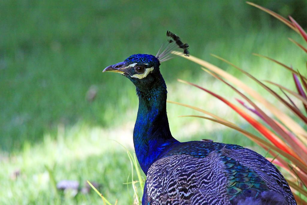 Eco Pousada Paraiso Dos Coqueirais Japaratinga Dış mekan fotoğraf