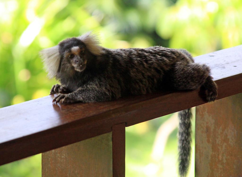 Eco Pousada Paraiso Dos Coqueirais Japaratinga Dış mekan fotoğraf