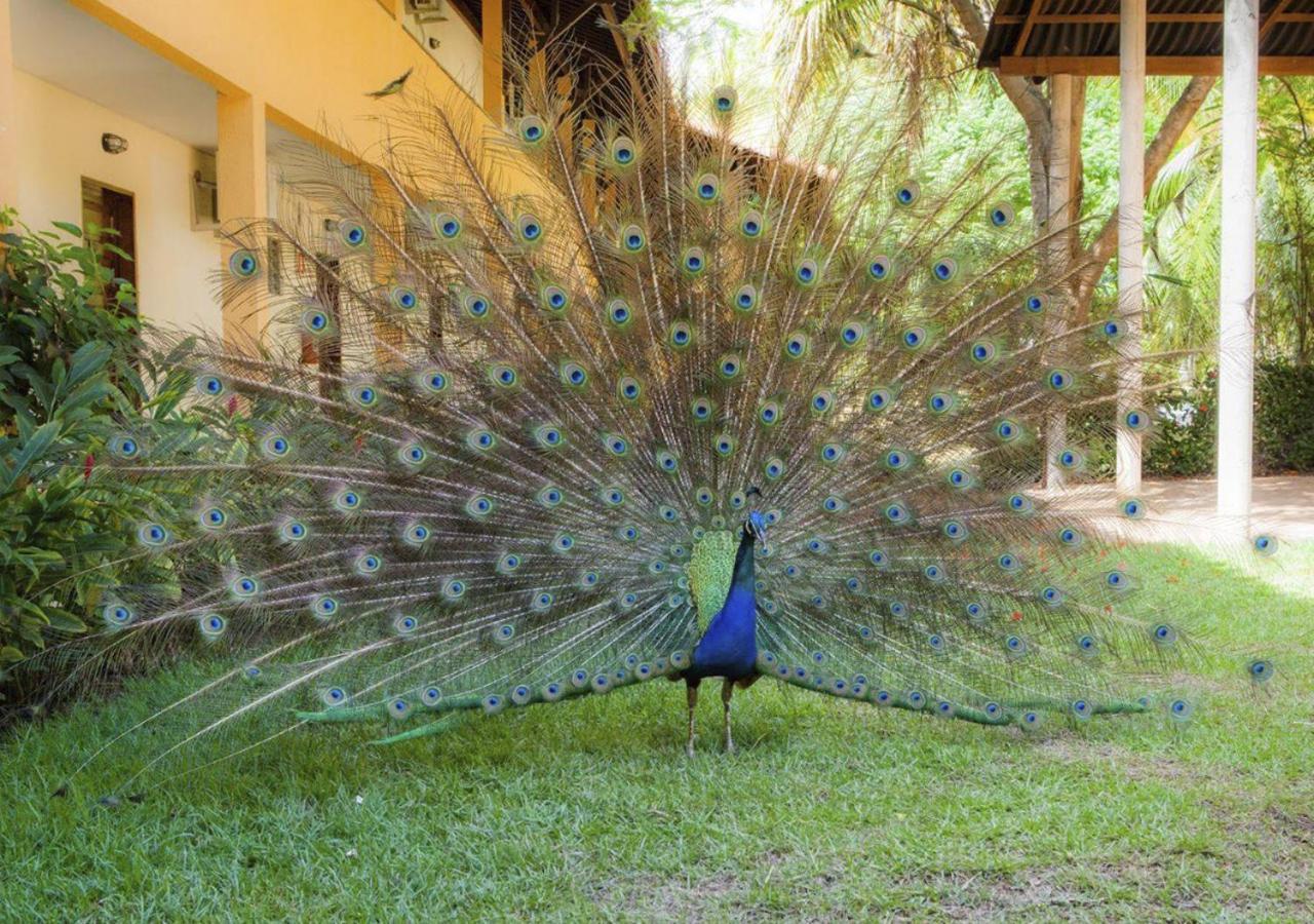 Eco Pousada Paraiso Dos Coqueirais Japaratinga Dış mekan fotoğraf