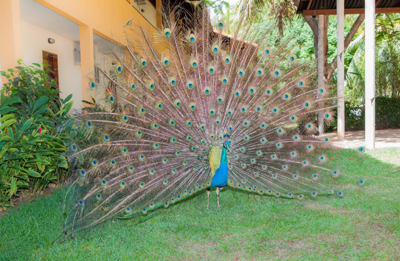 Eco Pousada Paraiso Dos Coqueirais Japaratinga Dış mekan fotoğraf